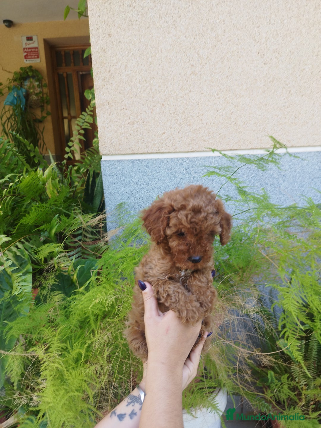 Caniche Toy perros en venta: CANICHES ROJOS EXCLUSIVOS  - Anuncio 2