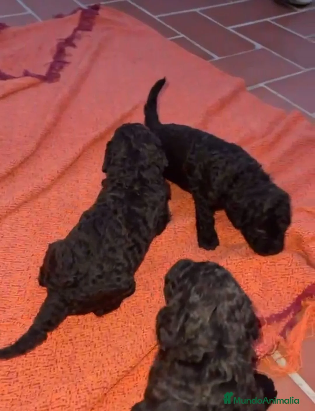 Perro de Agua Español perros en venta: Perro de Agua Chocolates - Anuncio 1