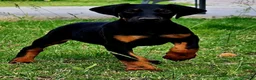 Dobermann perros en venta: Dóbermann negro fuego y chocolate🐾🐶 en Sevilla - Anuncio 1