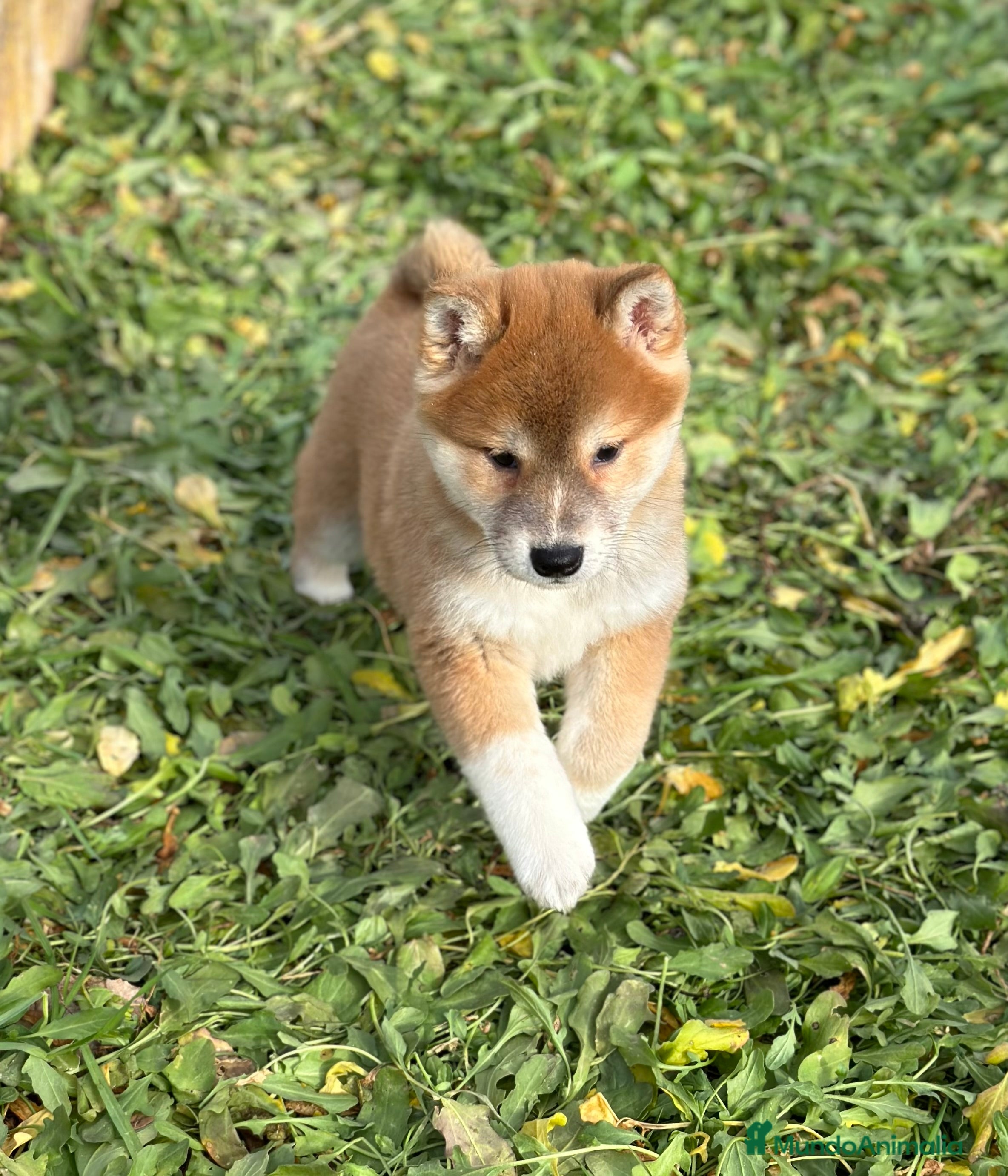 Shiba Inu perros ÚLTIMA SHIBA INU HEMBRA DISPONIBLE! en Barcelona - Anuncio 2