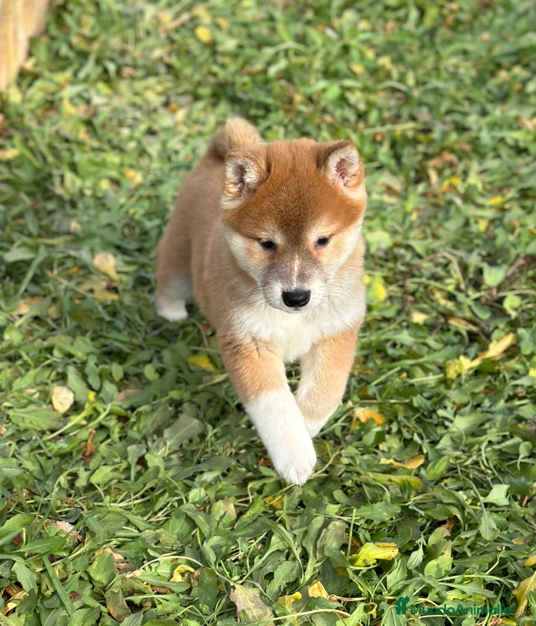 Shiba Inu perros en venta: ÚLTIMA SHIBA INU HEMBRA DISPONIBLE! en Barcelona - Anuncio 2