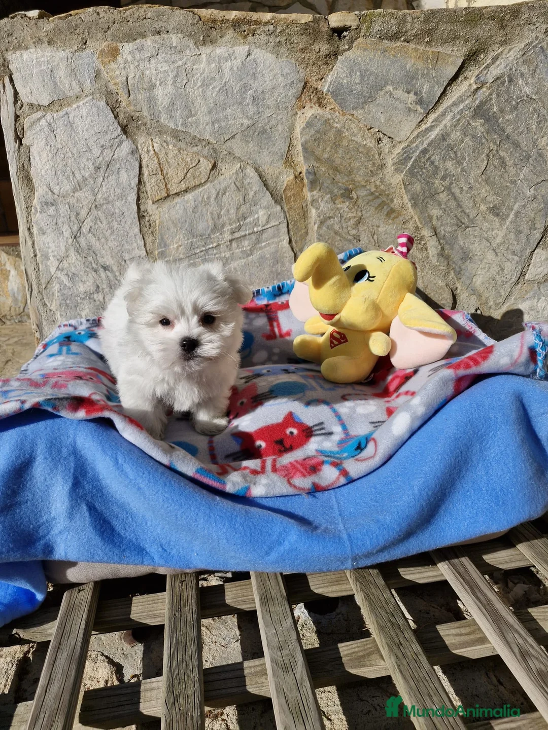 Bichón Maltés perros en venta: Bichón Maltés preciosos  en Barcelona - Anuncio 5