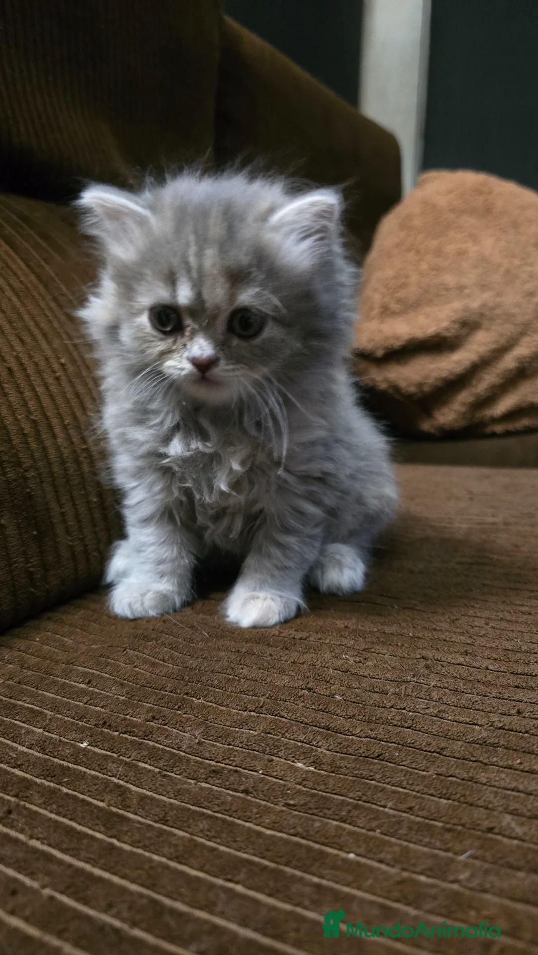 Británico de Pelo Largo gatos en venta: Gatcot - Anuncio 7