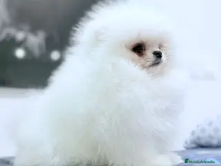 Pomerania perros Pomerania blanco - Anuncio 1