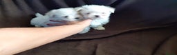 Bichón Maltés perros en venta: Bichón maltés americano en Badajoz - Anuncio 2