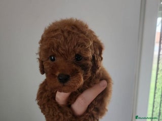 Caniche Toy perros - Anuncio 12