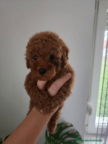 Caniche Toy perros - Anuncio 2