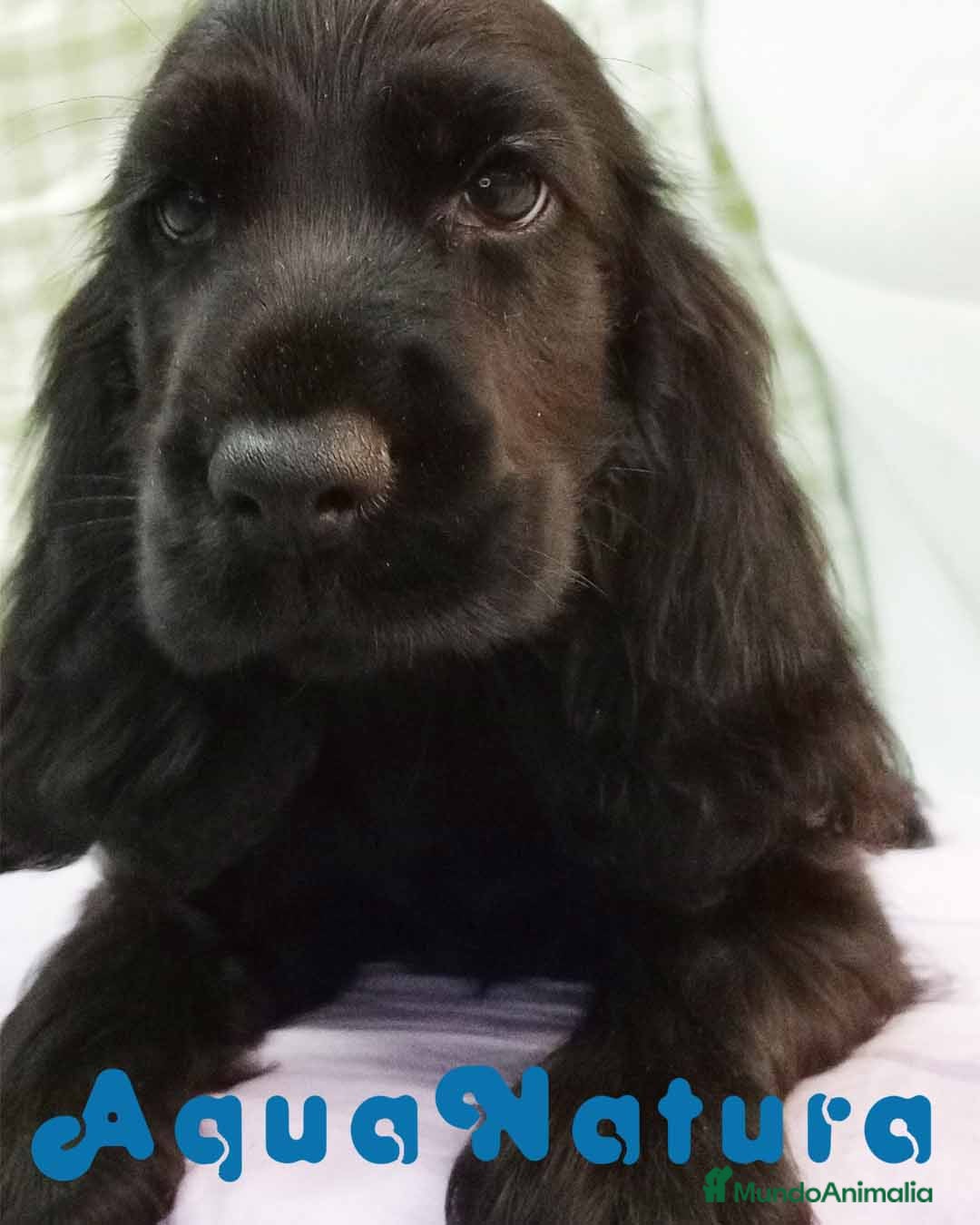 Cocker Spaniel Inglés perros Cocker Spaniel Macho 5022 - AQUANATURA en Barcelona - Anuncio 2