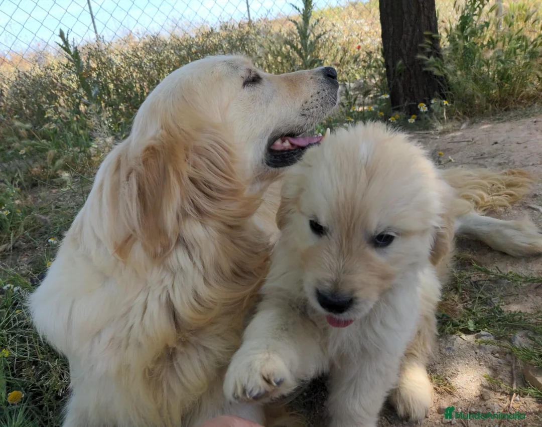 Golden Retriever perros en venta: Machos de Golden Retriever - Anuncio 2