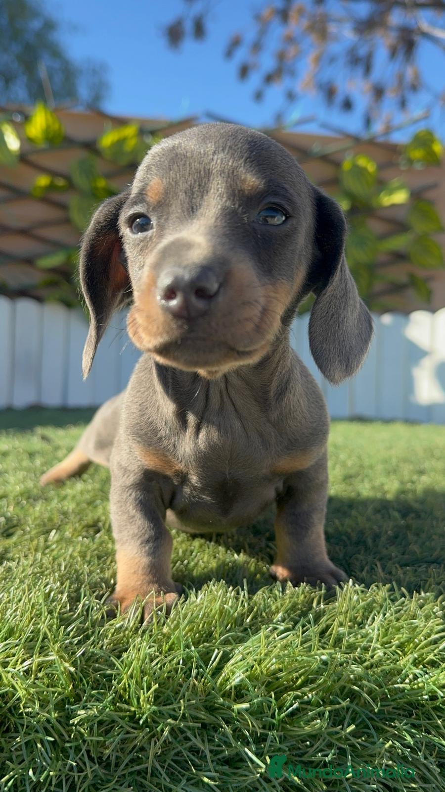 Teckel Miniatura perros TECKEL BLUE- MACHOS Y HEMBRAS DISPONIBLES - Anuncio 1