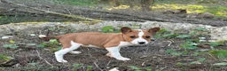 Basenji perros en venta: 🐾 Cachorros Basenji Exclusivos 🐾 - Anuncio 2