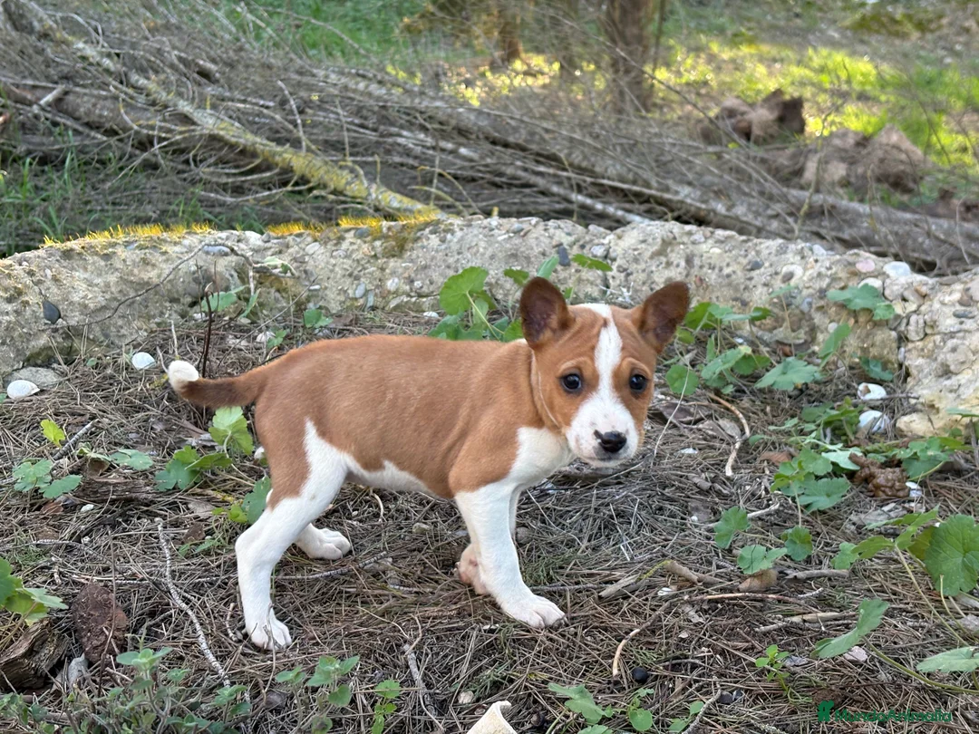 Basenji perros en venta: 🐾 Cachorros Basenji Exclusivos 🐾 - Anuncio 2
