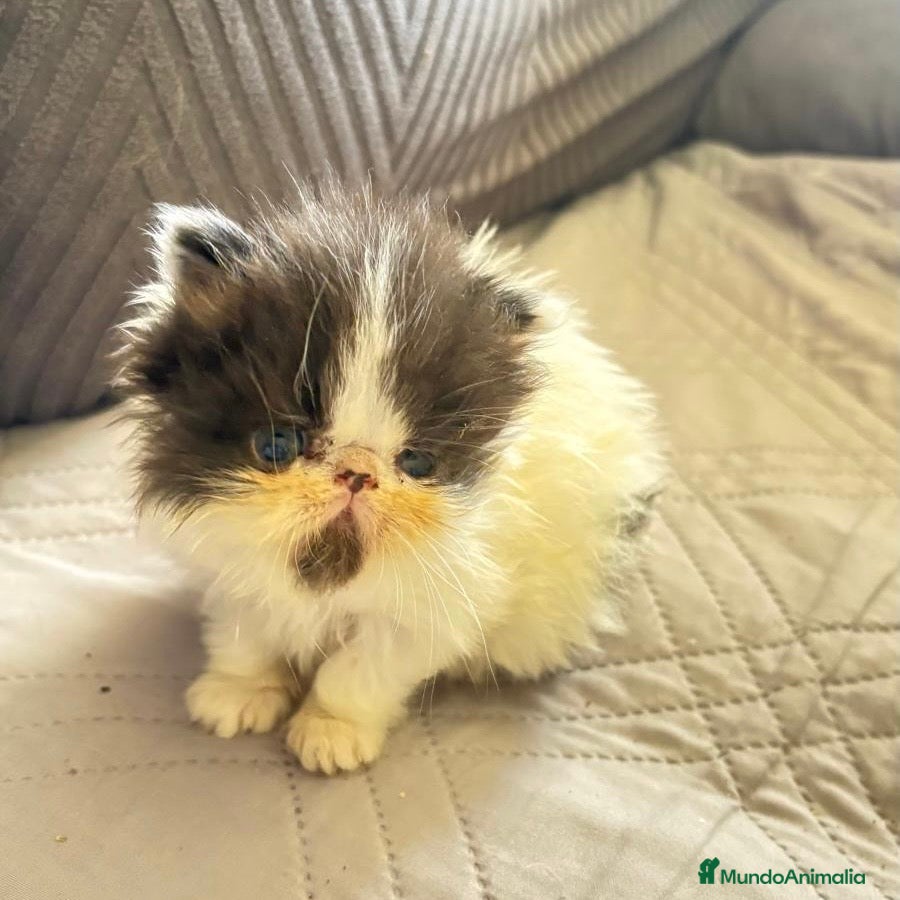 Persa gatos Persa - Anuncio 3