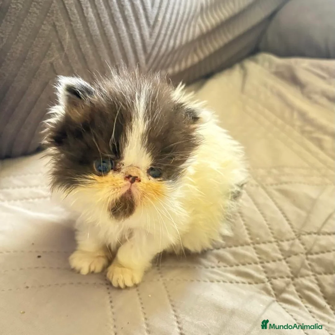 Persa gatos en venta: Persa - Anuncio 1