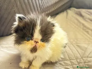 Persa gatos Persa - Anuncio 3