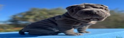 Shar Pei perros en venta: SHAR PEI CACHORRITOS en Málaga - Anuncio 8
