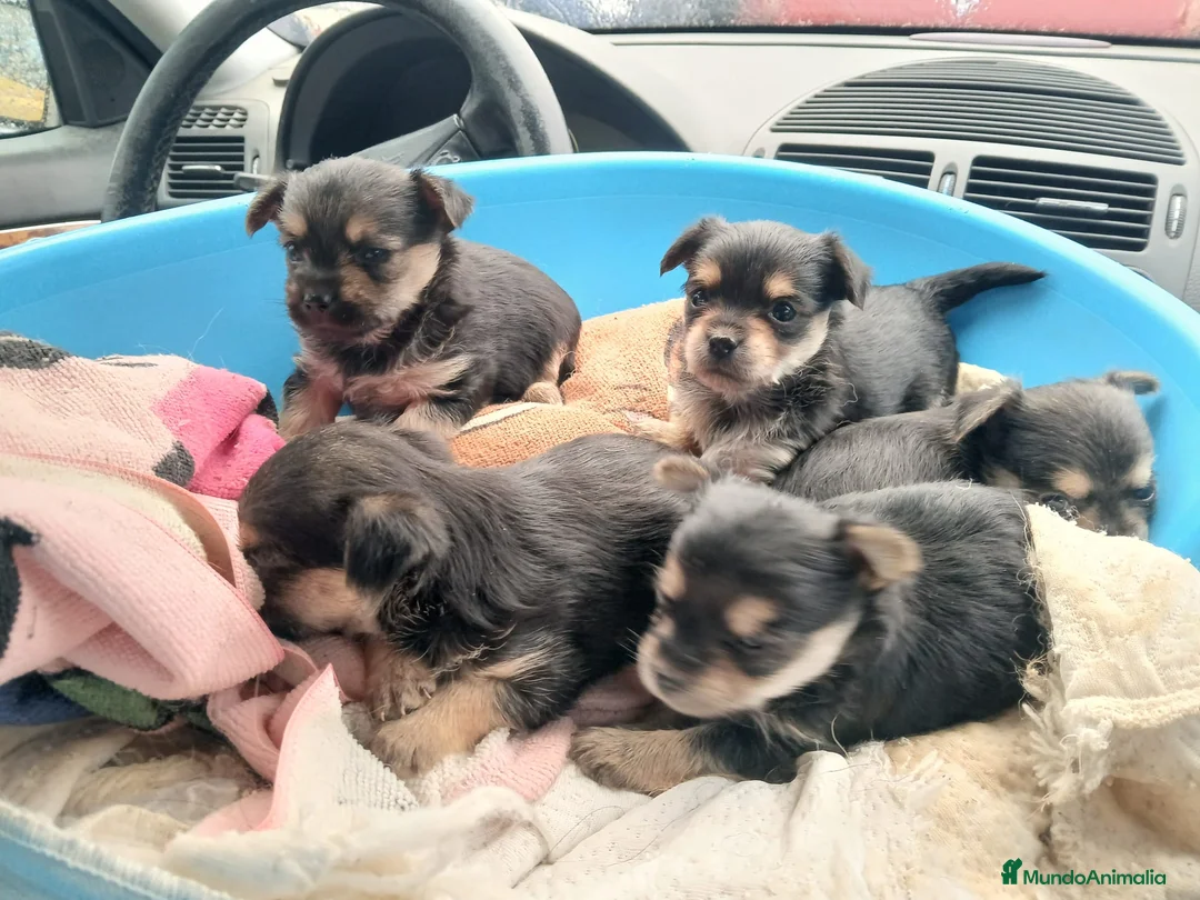 Yorkshire Terrier perros en venta: Yorkshire  - Anuncio 1