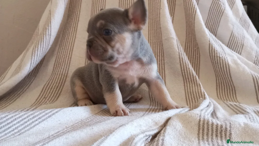 Bulldog Francés perros en venta: Preciosos Bulldog Francés de 2 meses de edad  en Madrid - Anuncio 2