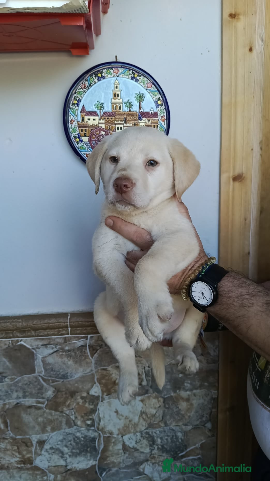 Labrador Retriever perros Espectacular macho disponible! El mejor regalo. - Anuncio 2