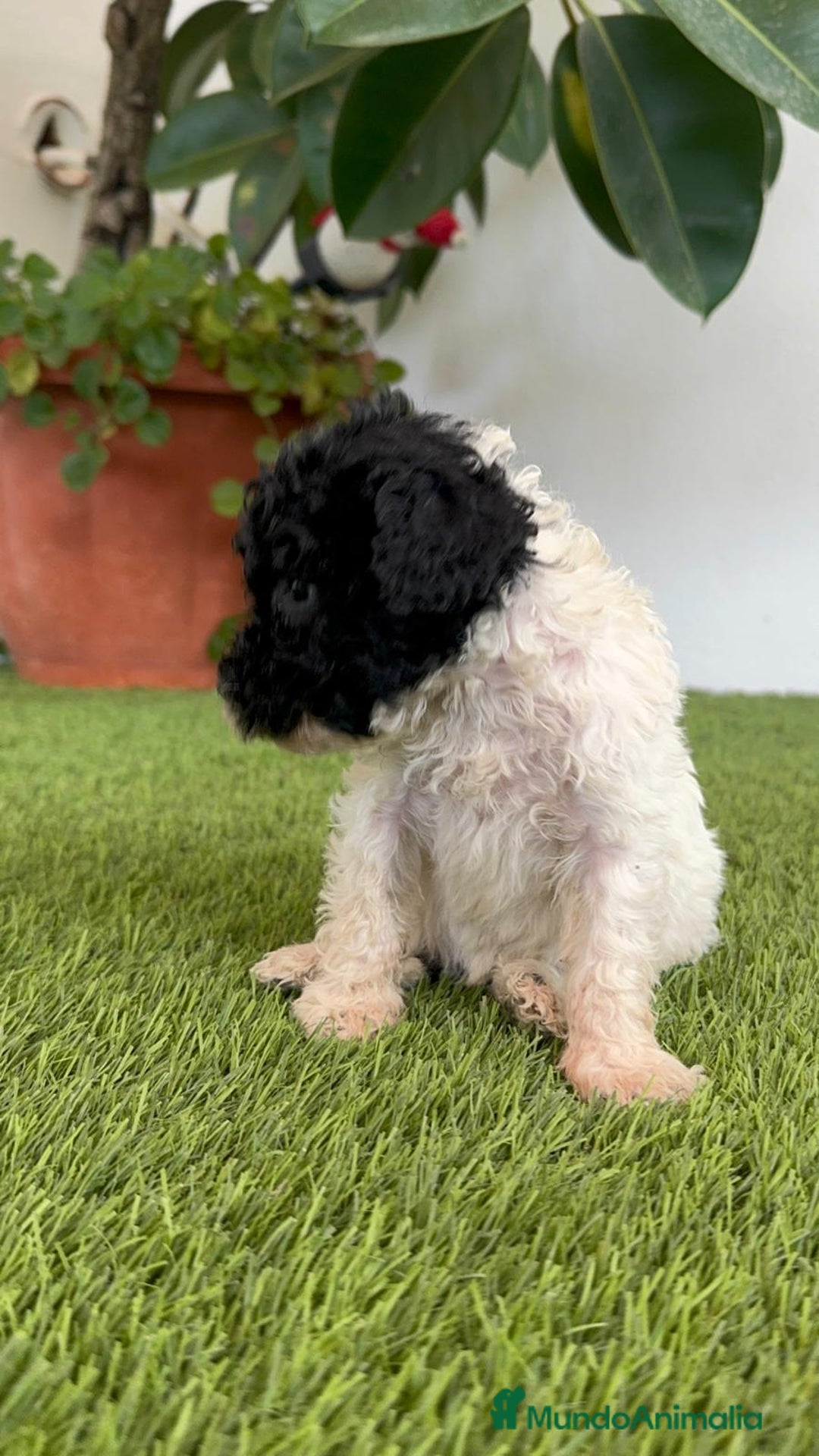 Perro de Agua Español perros en venta: PERRO DE AGUA ESPAÑOL HEMBRA - Imagen 5
