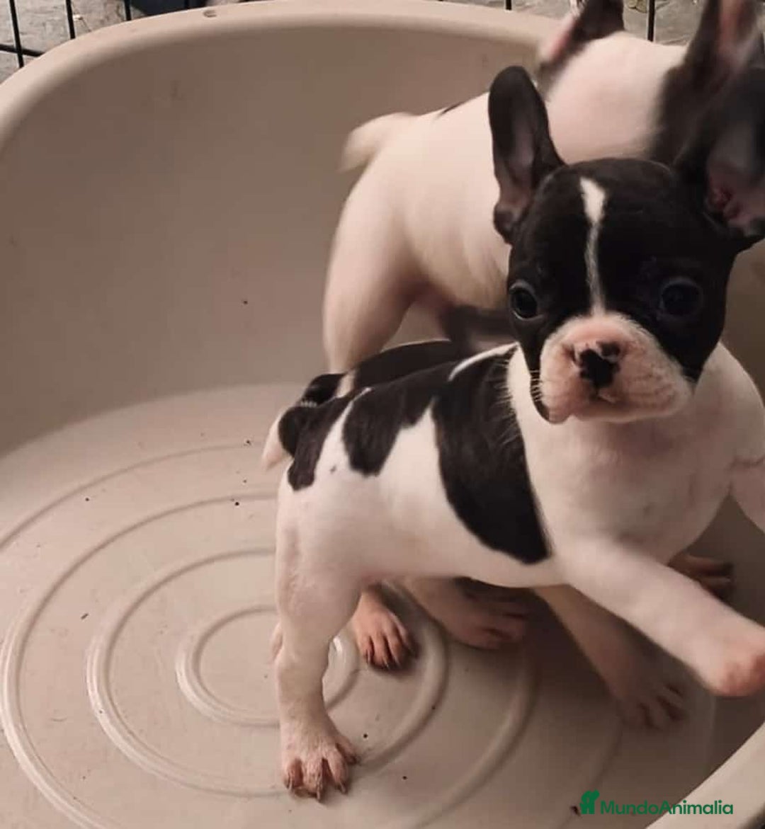 Bulldog Francés perros en venta: Bulldog francés  - Anuncio 2