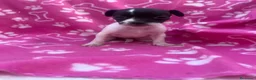 Raza Mixta perros en venta: PRECIOSA PAREJA leer bien anuncio  - Anuncio 1