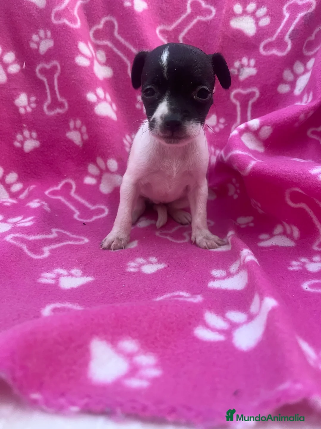 Raza Mixta perros en venta: PRECIOSA PAREJA leer bien anuncio  - Anuncio 1