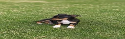 Pinscher Miniatura perros en venta: Mini Pinscher cachorros - Anuncio 4