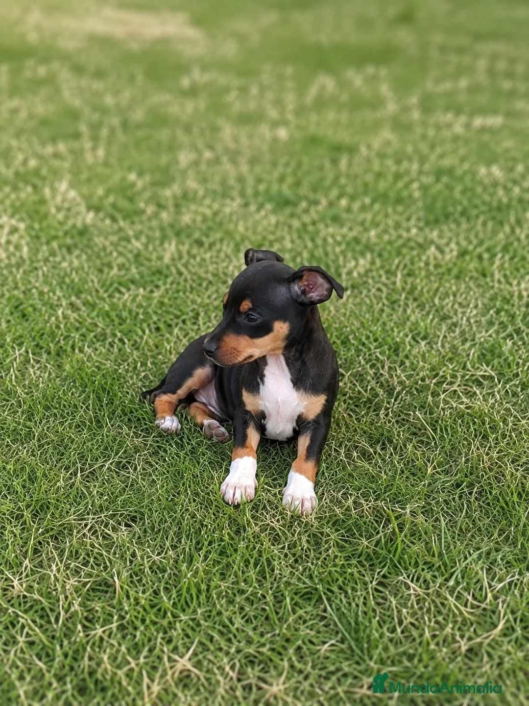 Pinscher Miniatura perros en venta: Mini Pinscher cachorros - Anuncio 4