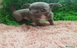 Chihuahua perros en venta: Chihuahua blue macho - Anuncio 1