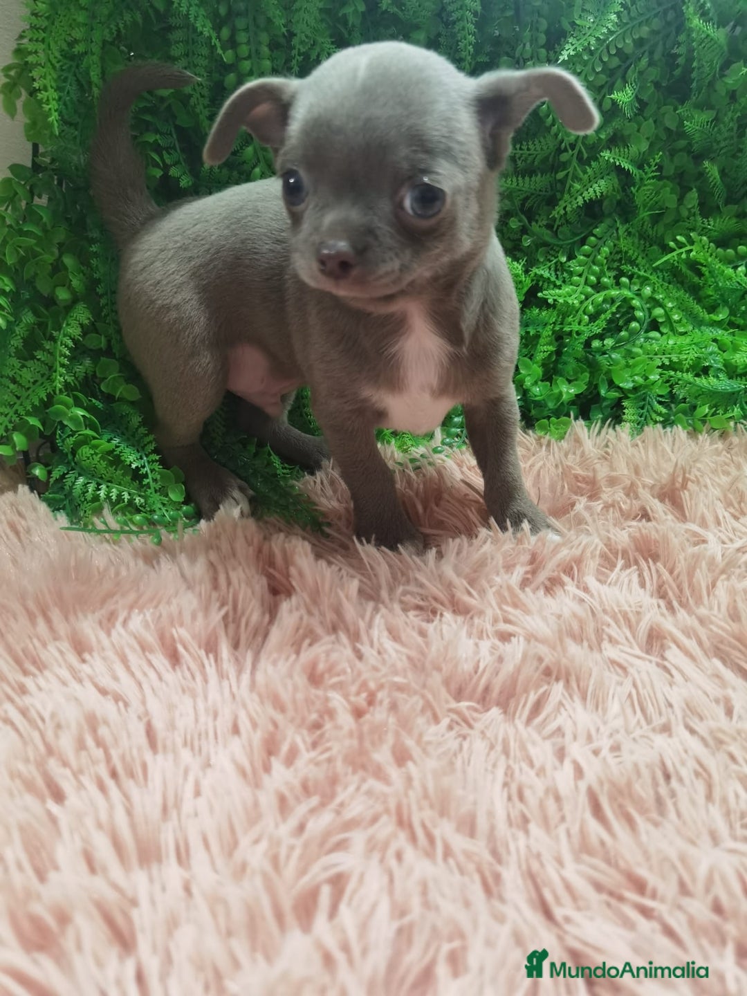 Chihuahua perros en venta: Chihuahua blue macho - Anuncio 1