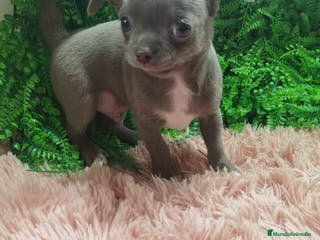 Chihuahua perros Chihuahua blue macho - Anuncio 26
