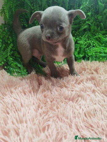 Chihuahua perros Chihuahua blue macho - Anuncio 4