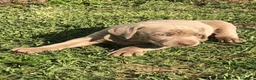 Braco de Auvernia perros en venta: Bracos de weima  - Anuncio 1