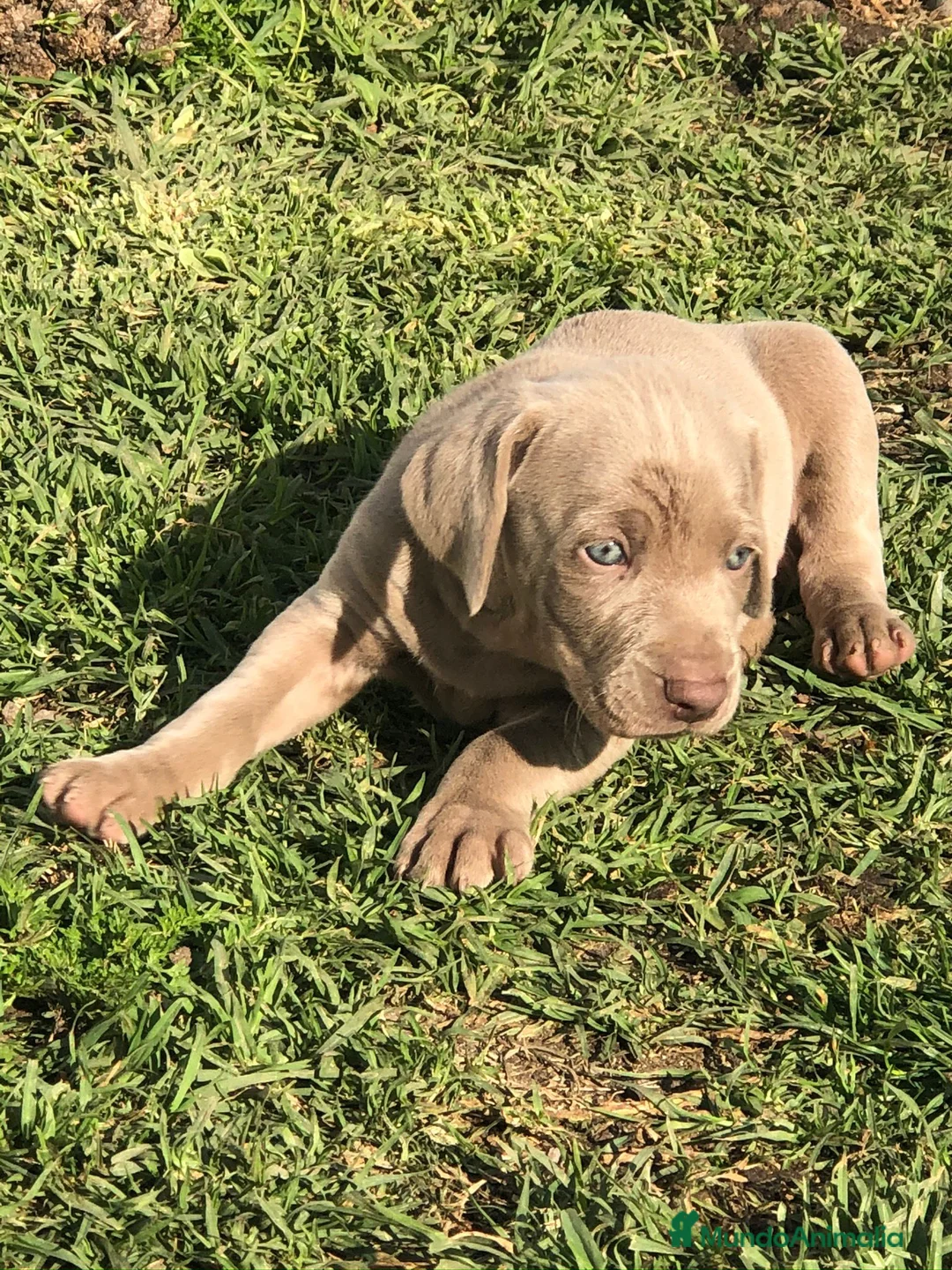 Braco de Auvernia perros en venta: Bracos de weima  - Anuncio 1
