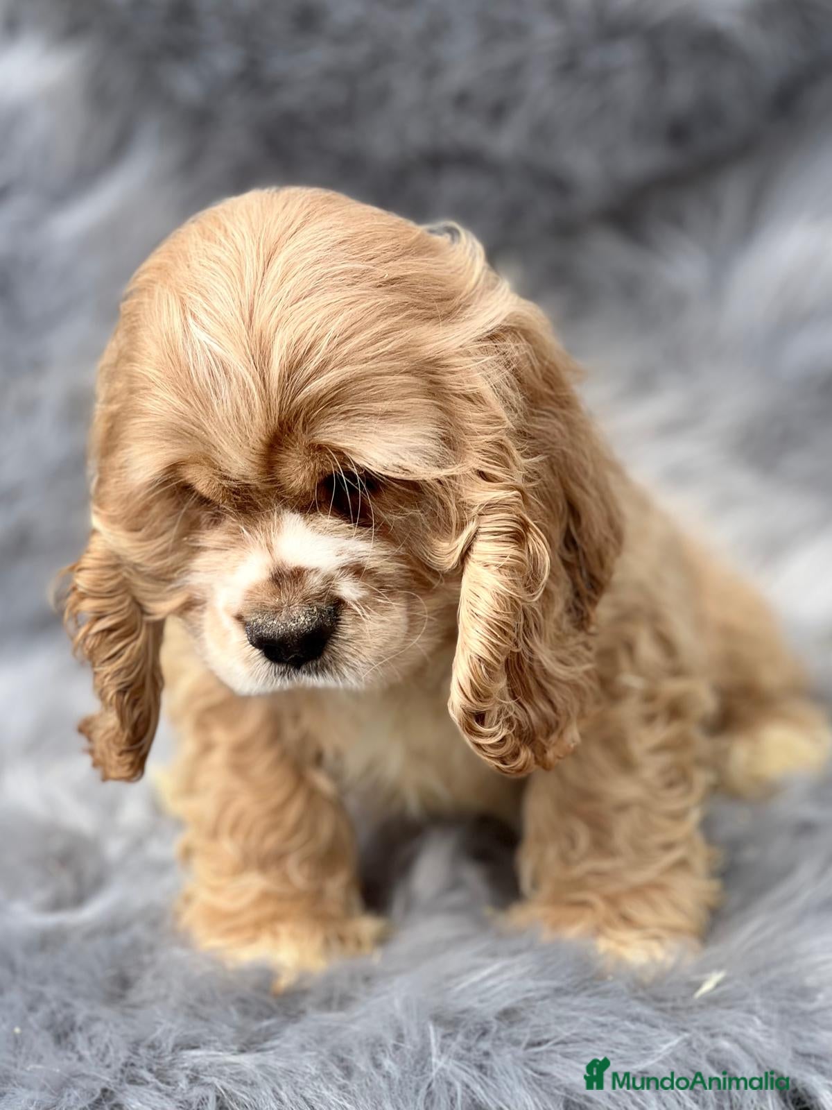 Cocker Spaniel Americano perros Cocker americano  en Barcelona - Anuncio 2