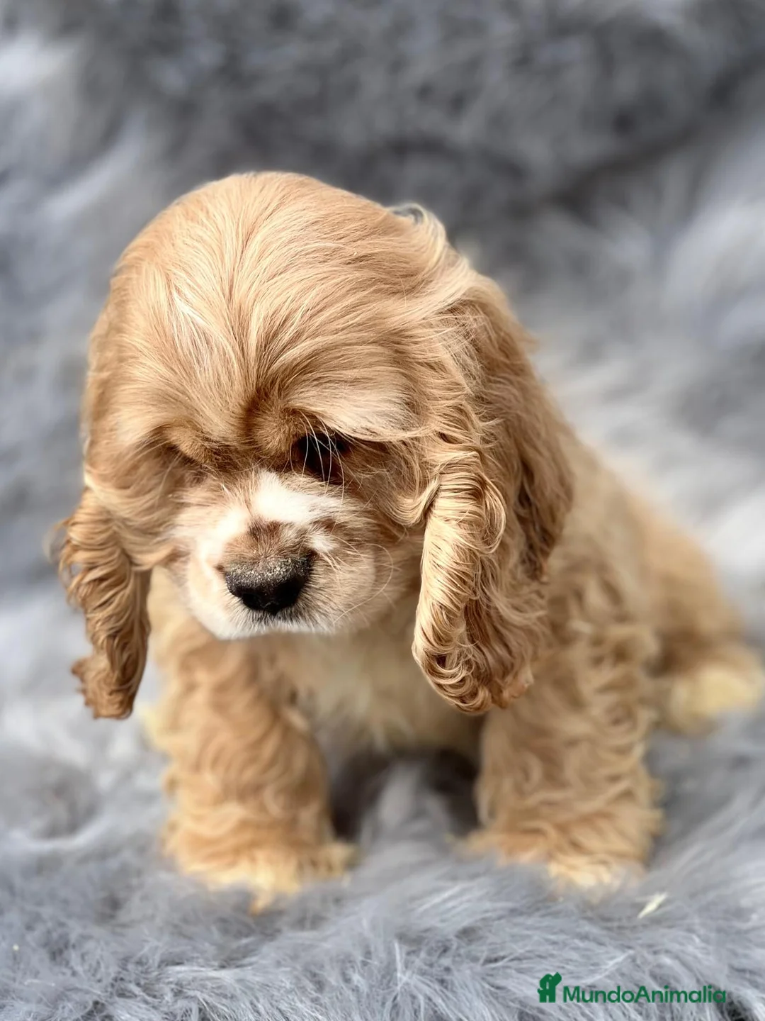 Cocker Spaniel Americano perros en venta: Cocker americano  en Barcelona - Anuncio 2