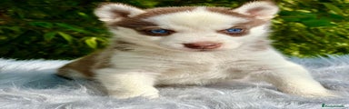 Husky Siberiano Cachorro 4