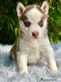 Husky Siberiano Cachorro 4