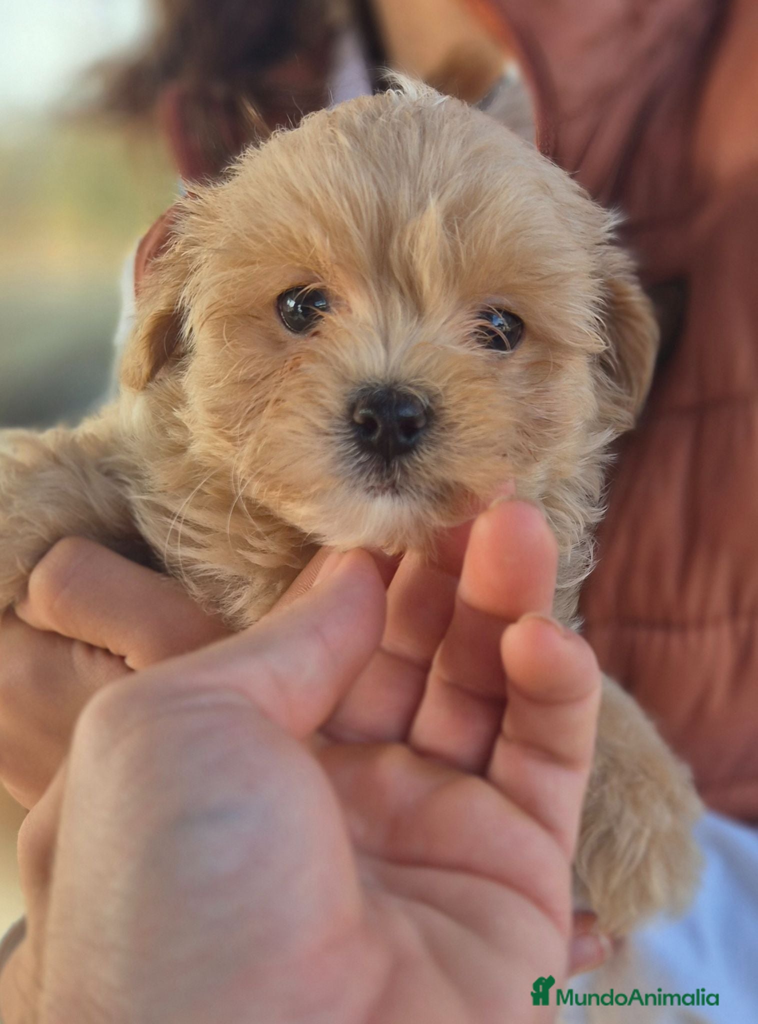 Maltipoo perros Maltipoo toy  - Anuncio 1