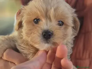 Maltipoo perros Maltipoo toy - Anuncio 1