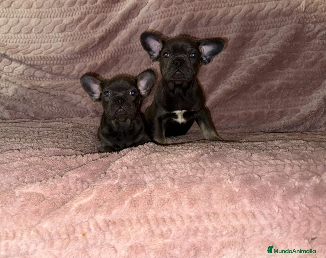 Bulldog Francés perros en venta: Bulldog francés Blue tan M y H - Anuncio 5