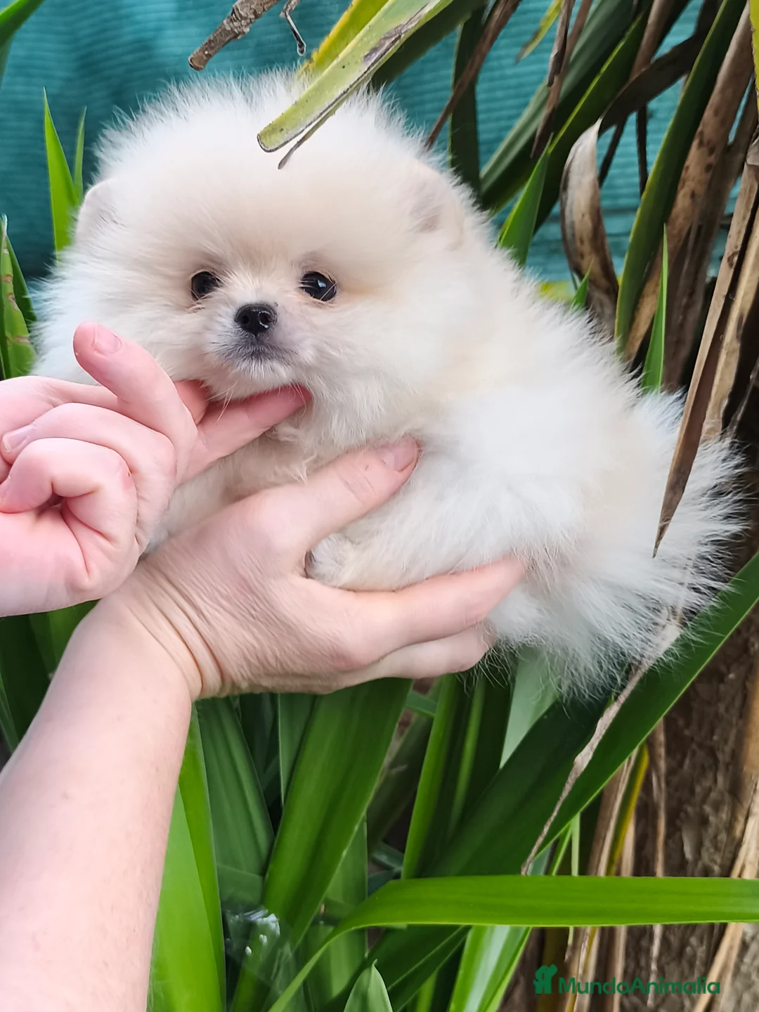 Pomerania perros en venta: Pomerania línea coreana  - Anuncio 3