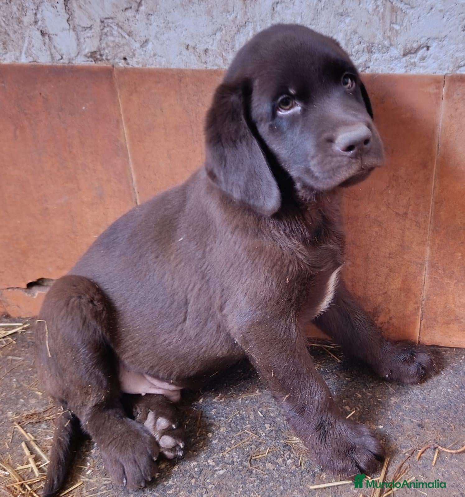 Labrador Retriever perros Cachorros de Labrador chocolate - Anuncio 2