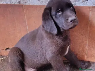 Labrador Retriever perros Cachorros de Labrador chocolate - Anuncio 2