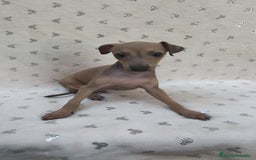 Pequeño Lebrel Italiano perros en venta: Pequeño lebrel Italiano con pedigree  - Imagen 1