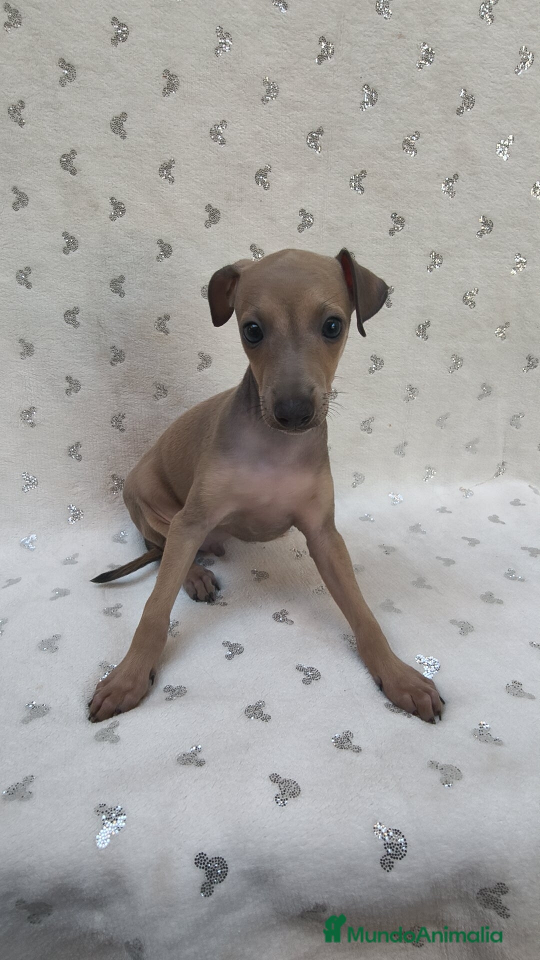 Pequeño Lebrel Italiano perros en venta: Pequeño lebrel Italiano con pedigree  - Imagen 1