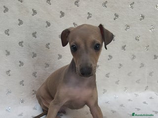 Pequeño Lebrel Italiano perros - Anuncio 7