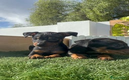 Pinscher Miniatura perros en venta: PINSCHER MINIATURA - Anuncio 11