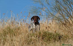 Braco Francés tipo Pirineos Talla Pequeña perros en venta: RESERVA DE CAMADA "F" DE BRACO BRANCÉS - Imagen 22